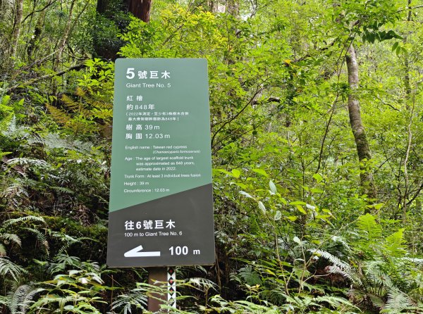 2025_0713 拉拉山神木群步道2837367