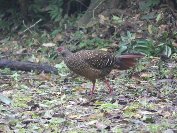 福山植物園1223990