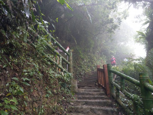 搭阿里山森鐵去登獨立山(小百岳#58)。走大巃頂賞茶園風光 (2020/11/8)1427681