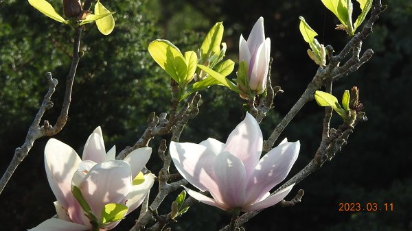 雲山水花鳥蝶 - 天龍國阿伯的日常 3/112063780