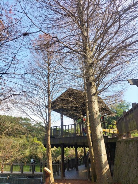 貓空樟湖、樟樹環型步道2414911