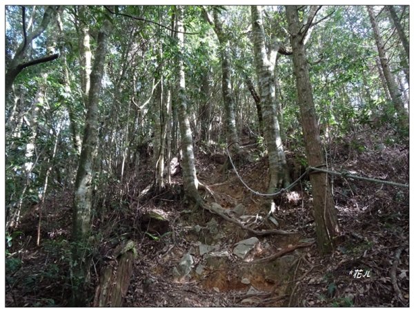 屋我尾山 北登山口 (大雪山林道31.3K)2985524