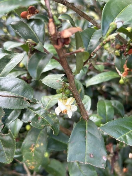 ［竹山］山坪頂茶山七星步道2909692