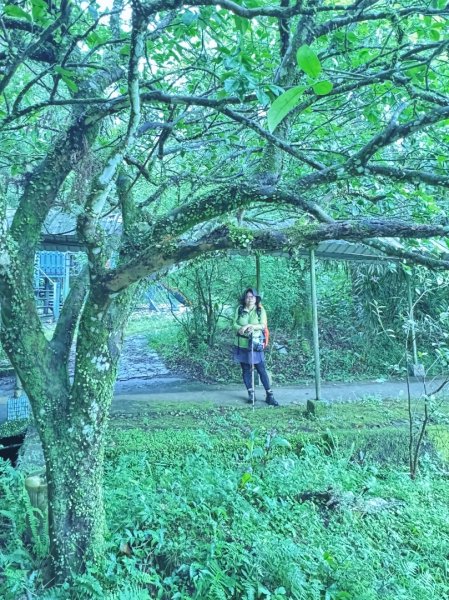 大舌湖山-漁光國小-茶園-虎寮潭吊橋2773012