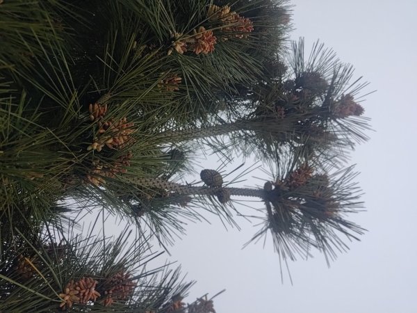 梅山鄉撿山頭2449376