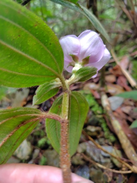 關刀山西峰 關刀山 關刀山東峰 西關刀山北峰 西關刀山北北峰2891029