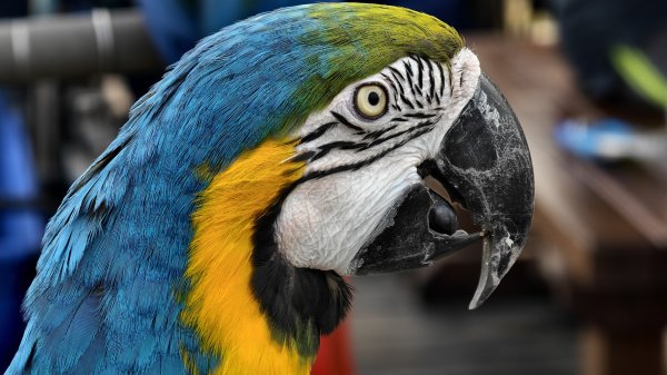 【台灣健行】Spring Island 2025 春島沙灘音樂祭、旗后山2754033