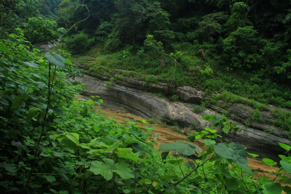 雲林．古坑萬年峽谷2023/07/152237794