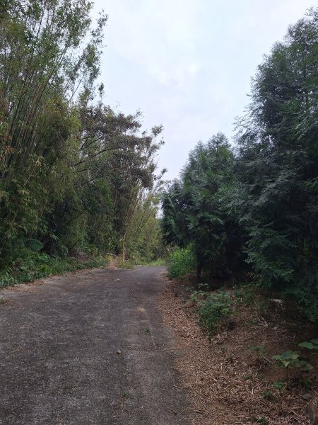 文林古道(鄧雨賢公園起登)202401222696171