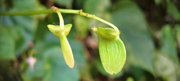 2025/10/26_馬胎古道2925716