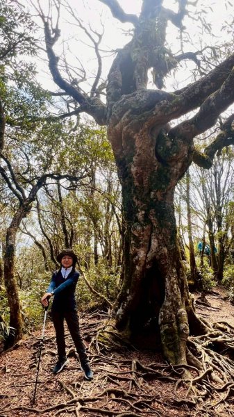 🌈3/15（日）北得拉曼神木+內鳥嘴山✨FB：熊熊趴爬走🌈3016830