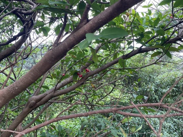 陽明山六瀑連走2877715