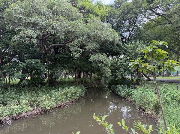 [2026臺北健走趣-06/50] 2026_0712_青年公園3098527