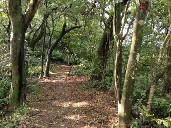 石碇南港區深按頭山+深按頭西峰+三層崎山+灰窯山+土庫岳東峰+土庫岳+山豬窟尖+更寮腳山+大豐山2976872