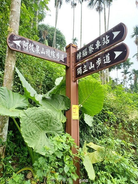 【嘉義竹崎】說好的稜線風景呢。阿拔泉山稜線步道連走獨立山O繞2684123