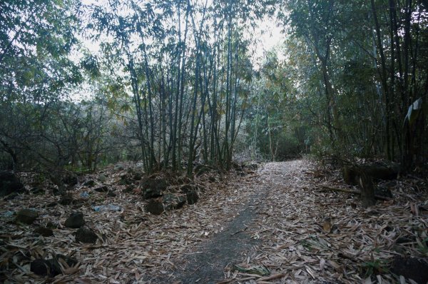 三腳南山登山步道2009915