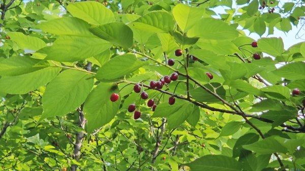 鳳山縱走五連峰3026915