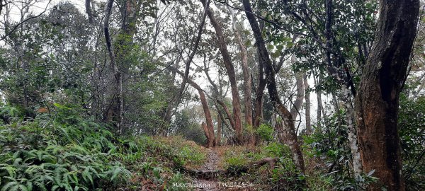 《苗栗》霧雨寒流｜三義三角山步道202512252969219