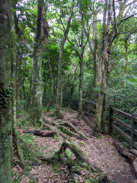 東眼山國家森林遊樂區1056020