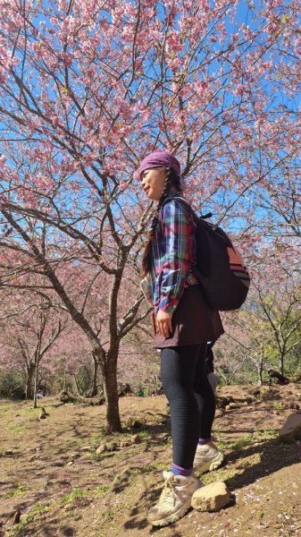復興鄉悠然秘境櫻花🌸林野餐🧺2723032
