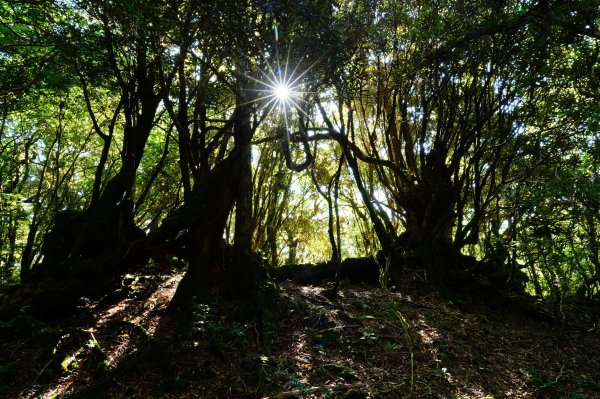 桃園 復興 達觀山、拉拉山3101836