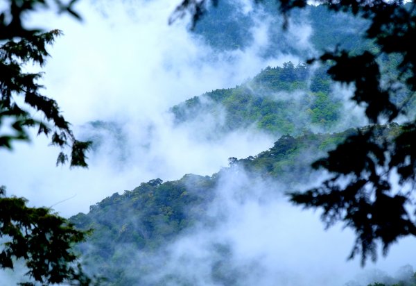 會呼吸的觀霧檜山巨木群步道977583