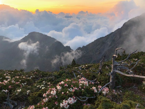 202505八大秀2874054