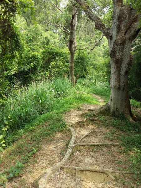 口山古步道123074