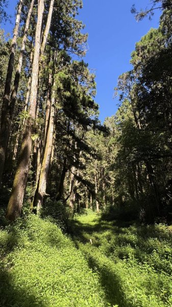 20251005小百岳金柑樹山2906976