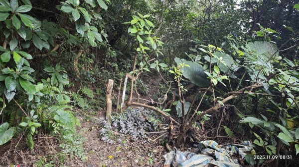 20251109 士林站到大湖站(福山宮_腰繞_燕溪古道_翠山步道_龍船岩_大溝溪)2932330