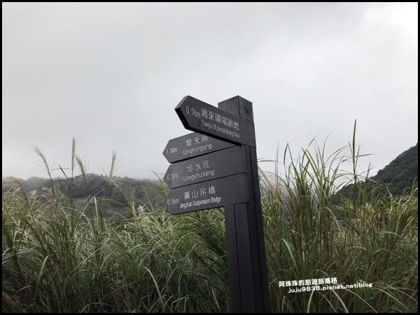 陽明山冷擎步道｜擎天崗賞芒花看牛隻漫步1183584