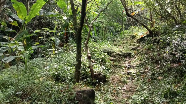 基隆市中山峽谷森林古道-外木山國旗嶺-大武崙山稜O型3117323