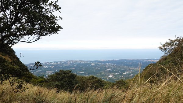 20260125 陽明山前後山健行(無極天元宮~山仔頂步道.向天池.向天山.面天山.二子坪)2998018