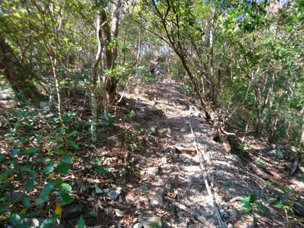 屋我尾山(麗陽線)821153