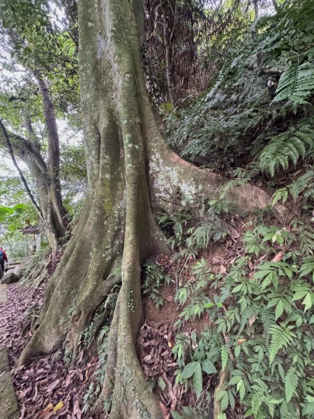 大艽芎古道縱走 新/溪州山(小百岳#23) 出溪州公園2893911