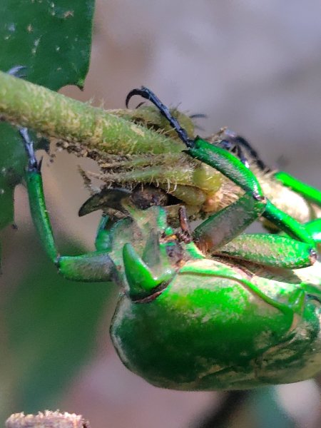 唐麻丹山 蝴蝶谷2918898
