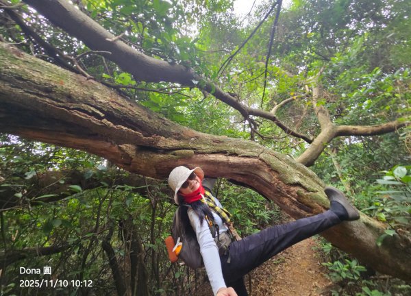 20251110竹北文山步道＆犁頭山稜線步道賞高鐵+大墩山柿園2934053