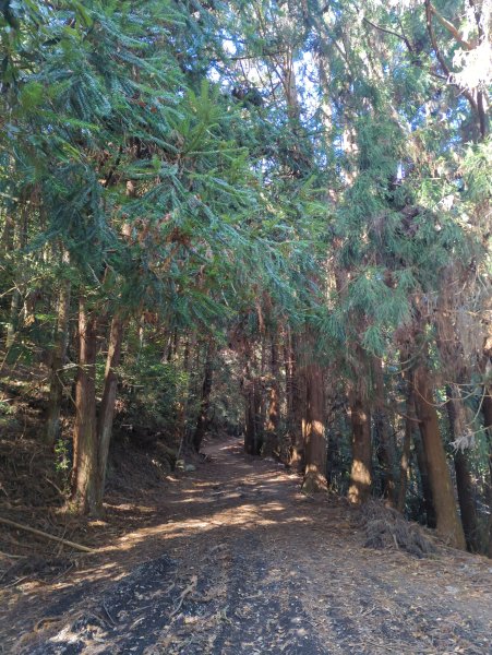 2025.12.06－北坑山步道&雪見遊憩區2956235