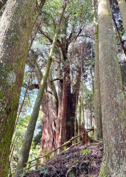 觀霧-檜山巨木群步道2925523