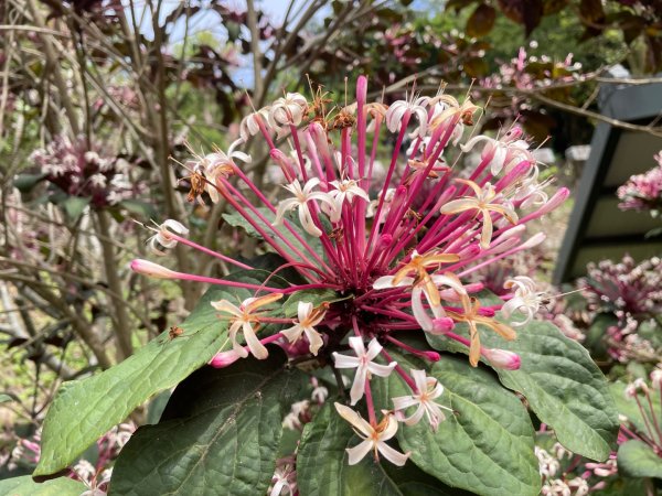 樟之細路-尋寶💎任務1-53019791