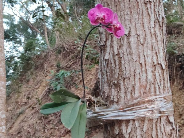 橫山步道-十八彎古道-中央嶺步道2718104