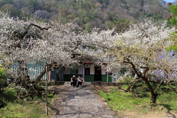 【南投~信義 】牛稠坑賞梅1254953