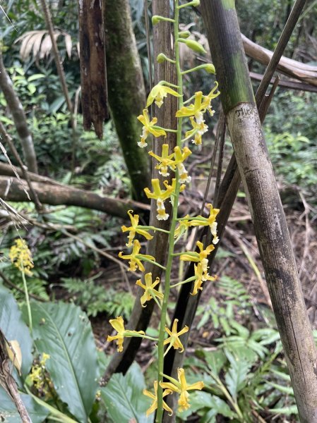 九芎根山-仁里板山2968830