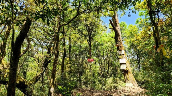 【中級山】與山毛櫸的邂逅，逐鹿山2742671