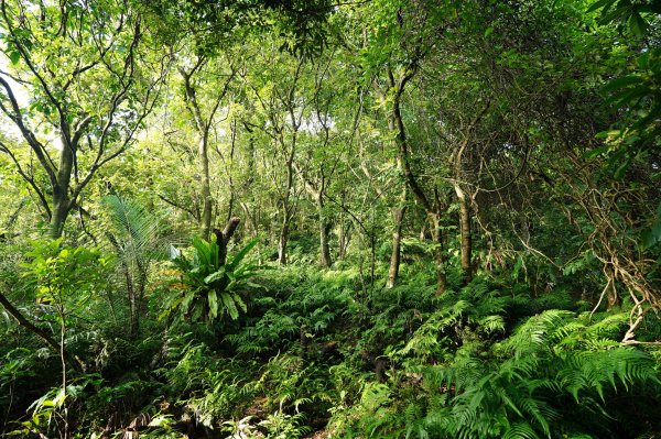 新北 瑞芳 粗坑口尖、碇內尖山、粗坑頭山、龍門山、滴水山2838271