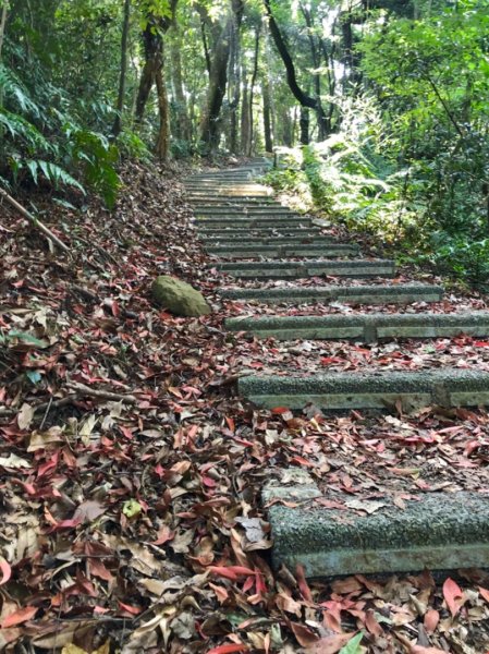 關刀山步道 之 宮崎駿式的浪漫🌹1489213