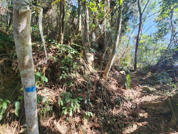 20250216水社大山潭南線2746141