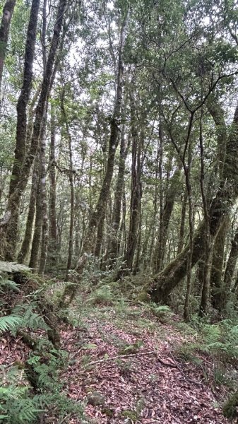 太平山三疊瀑布3095560