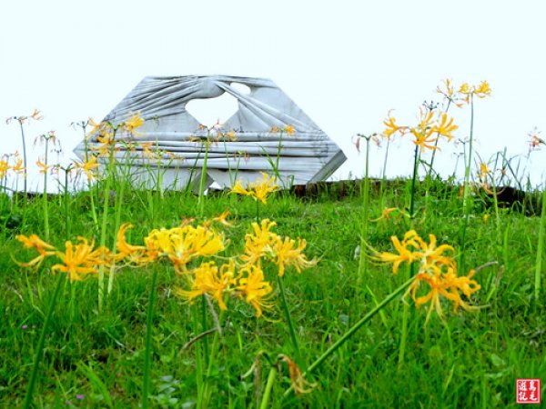 【新北市】金山水尾漁港金花石蒜