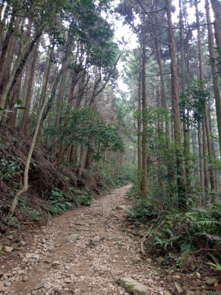 香杉秘境@長壽山：還有孟宗竹林及柳杉混合林、加碼夫妻樹1480552